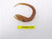 藏品(印度鎌齒魚)的圖片